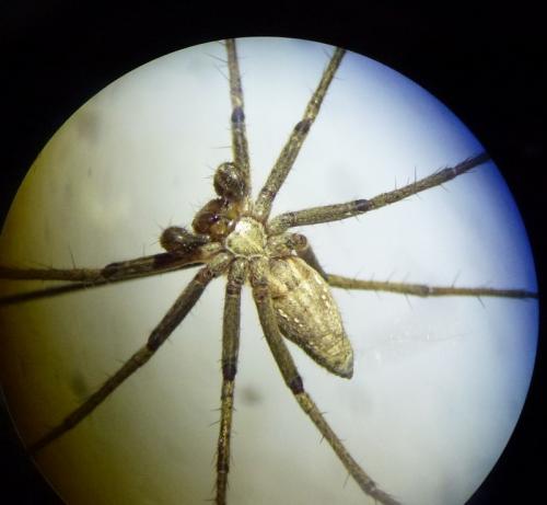 Réf. 181 030 : Pisaura mirabilis