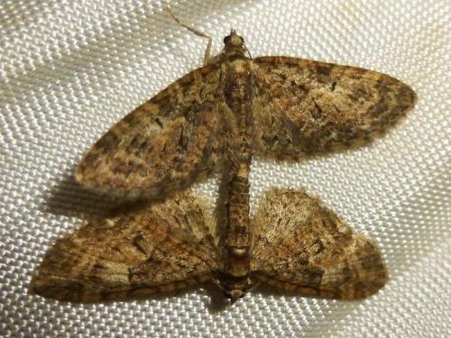 Réf. 181 010 : Eupithecia abbreviata