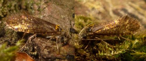 Dyseriocrania subpurpurella