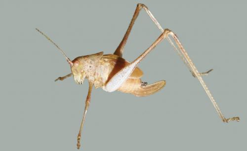 Phaneroptera sp.