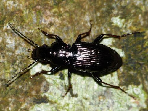 Réf. 181 953 : Pterostichus oblongopunctatus