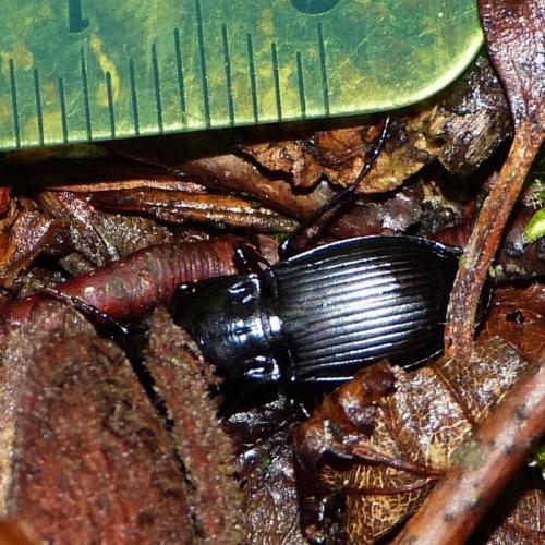 Réf. 181 952 : Abax parallelus