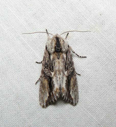Réf. 181 391 : Egira conspicillaris