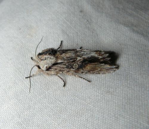 Egira conspicillaris