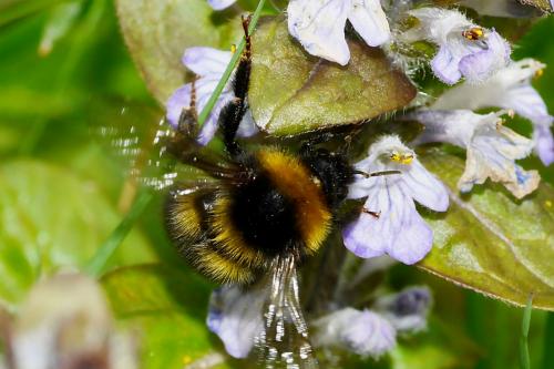 Réf. 181 672 : Bombus hortorum