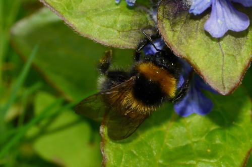 Réf. 181 671 : Bombus hortorum