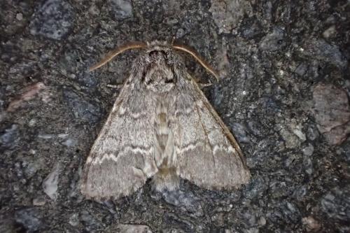 Drymonia ruficornis