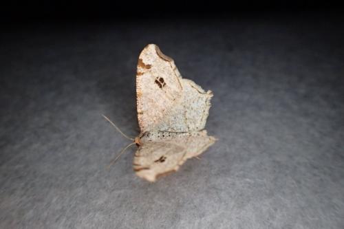 Réf. 181 020 : Macaria notata