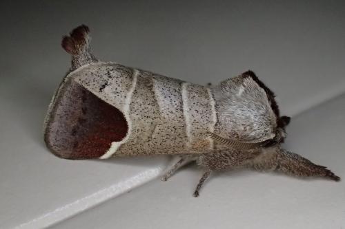 Réf. 181 015 : Clostera curtula