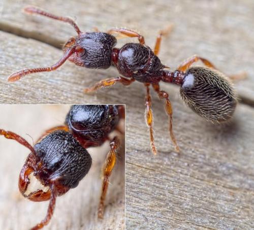 Myrmecina graminicola