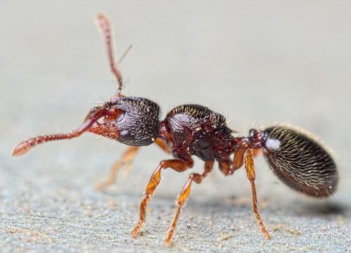 Myrmecina graminicola
