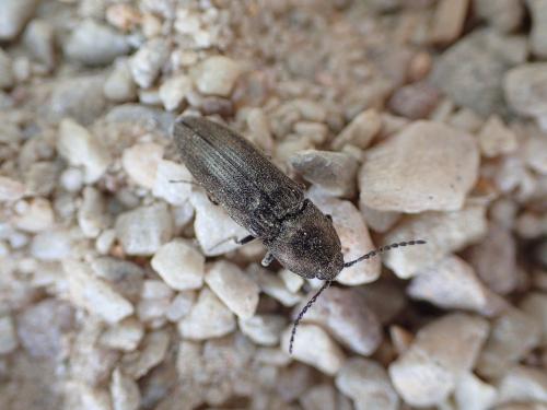Cidnopus pilosus