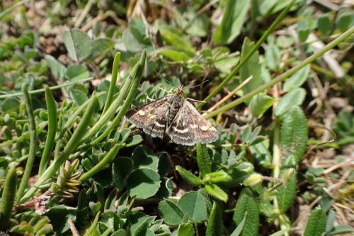 Réf. 181 295 : Pyrausta ostrinalis