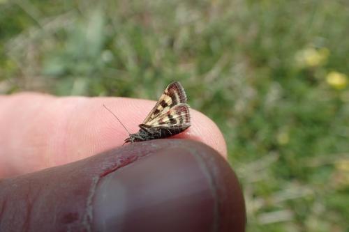 Réf. 181 297 : Pyrausta ostrinalis