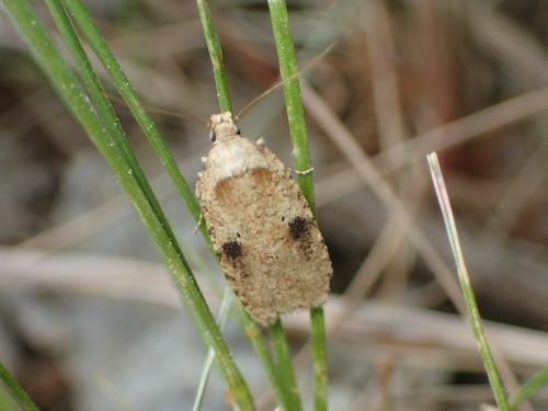 Réf. 181 631 : Agonopterix propinquella