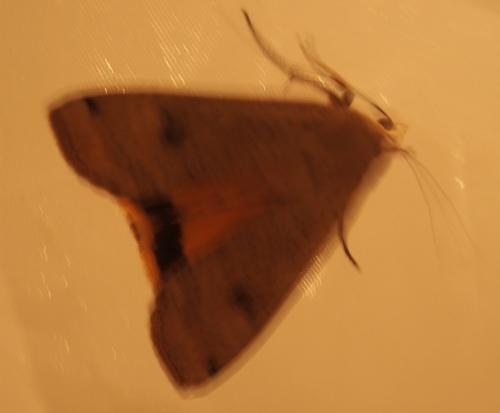 Noctua sp.