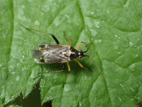Réf. 181 680 : Harpocera thoracica