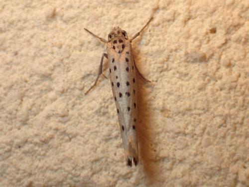 Yponomeuta sedella