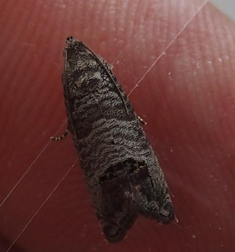 Cydia pomonella