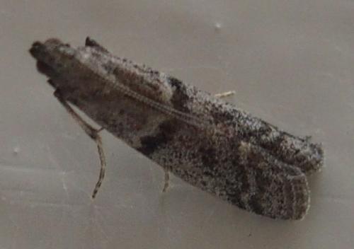 Ephestia welseriella