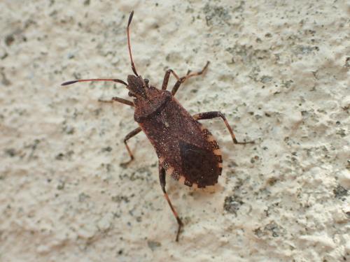 Réf. 181 679 : Ceraleptus gracilicornis