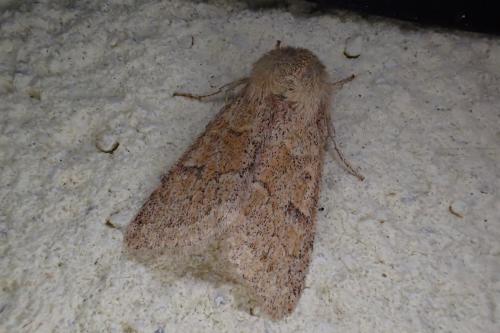 Réf. 181 478 : Orthosia miniosa