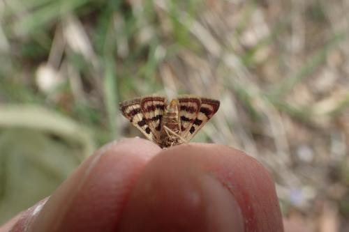 Réf. 181 588 : Pyrausta ostrinalis