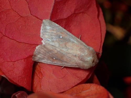 Réf. 181 741 : Mythimna albipuncta