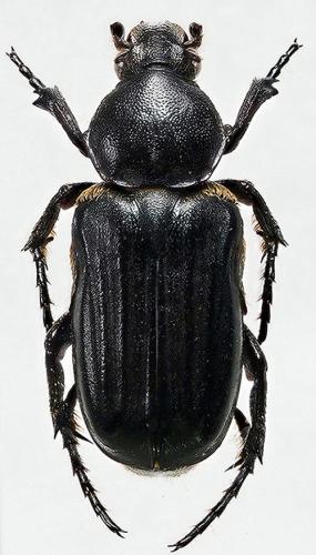 Coenochilus armiger