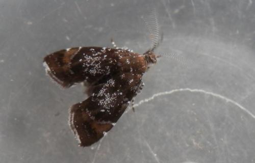 Prochoreutis sehestediana