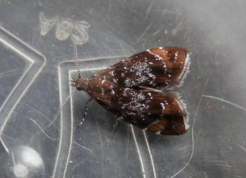 Prochoreutis sehestediana