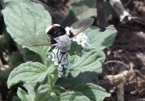 Bombomyia discoidea