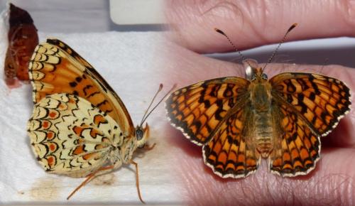 Réf. 181 566 : Melitaea phoebe