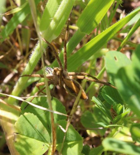 Pisaura sp.