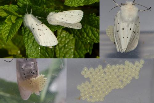 Réf. 181 517 : Spilosoma lubricipeda