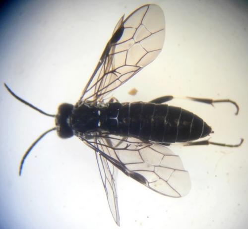 Réf. 181 949 : Ametastegia sp.