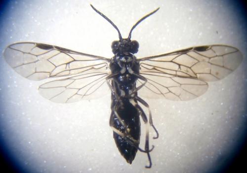 Réf. 181 951 : Ametastegia sp.