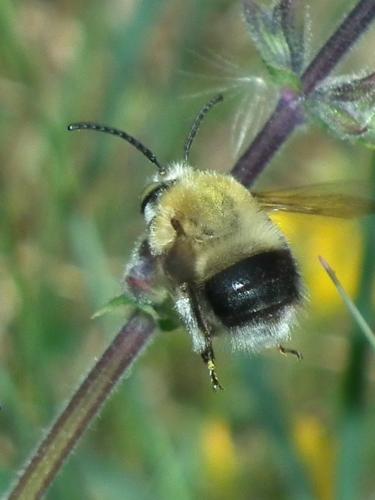 Réf. 181 005 : Habropoda tarsata