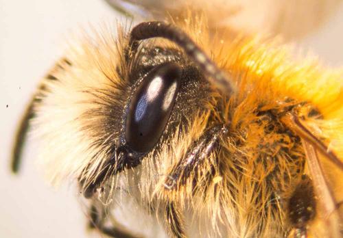 Andrena sp.