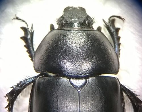 Réf. 181 513 : Trypocopris vernalis