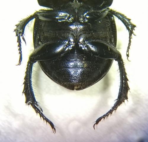 Réf. 181 514 : Trypocopris vernalis