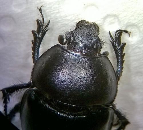 Réf. 181 515 : Trypocopris vernalis