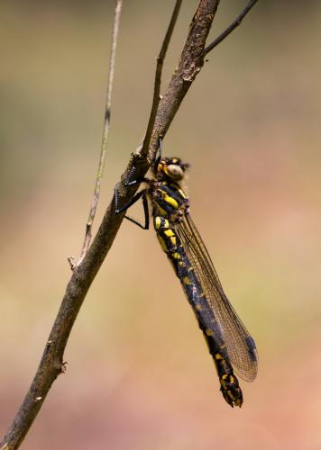Epiophlebia superstes