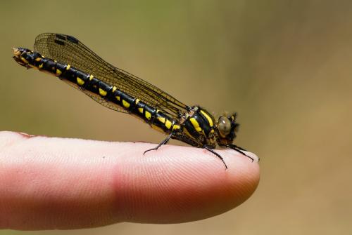 Epiophlebia superstes