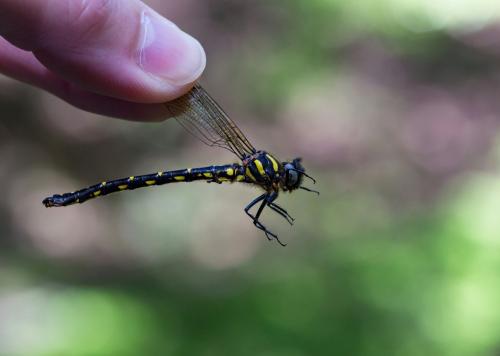 Epiophlebia superstes