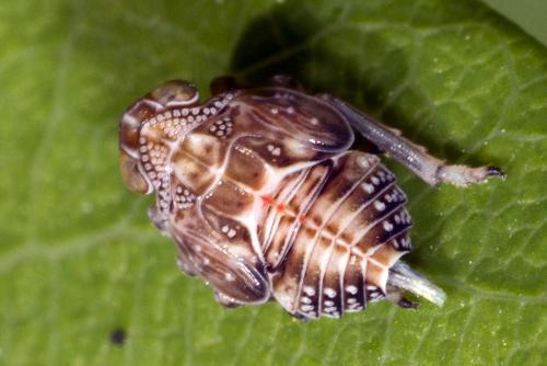 Issus coleoptratus