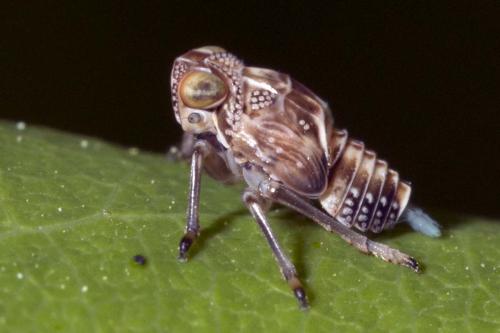 Issus coleoptratus