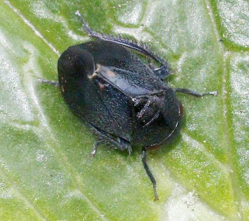 Penthimia nigra