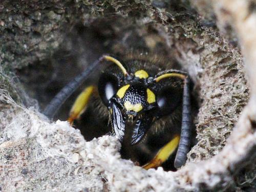 Réf. 181 370 : Ancistrocerus sp.