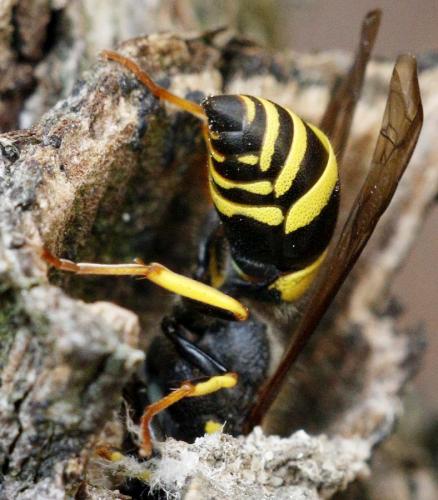 Ancistrocerus sp.
